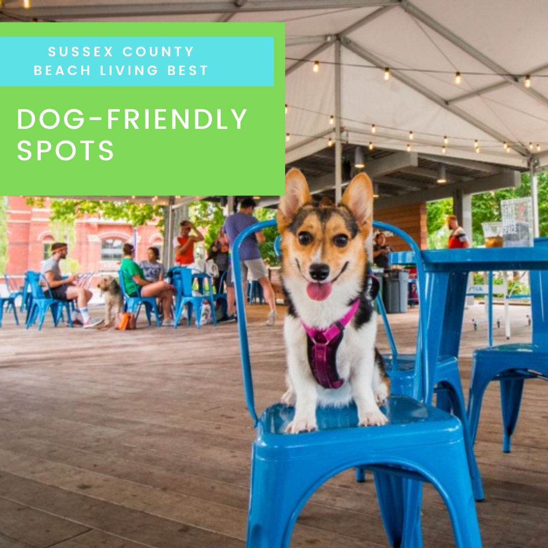 Best Pet Friendly Restaurants in Sussex County, Delaware Beaches