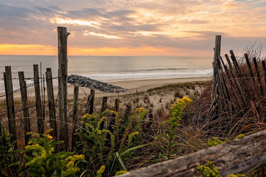 Coastal dunes along the Delaware shoreline