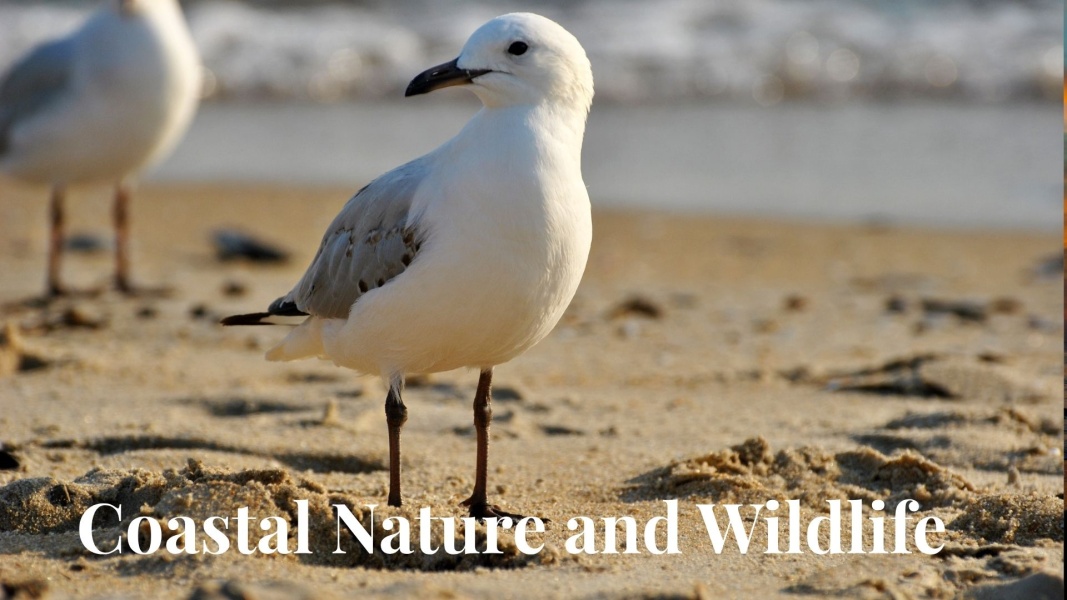Coastal Nature & Wildlife